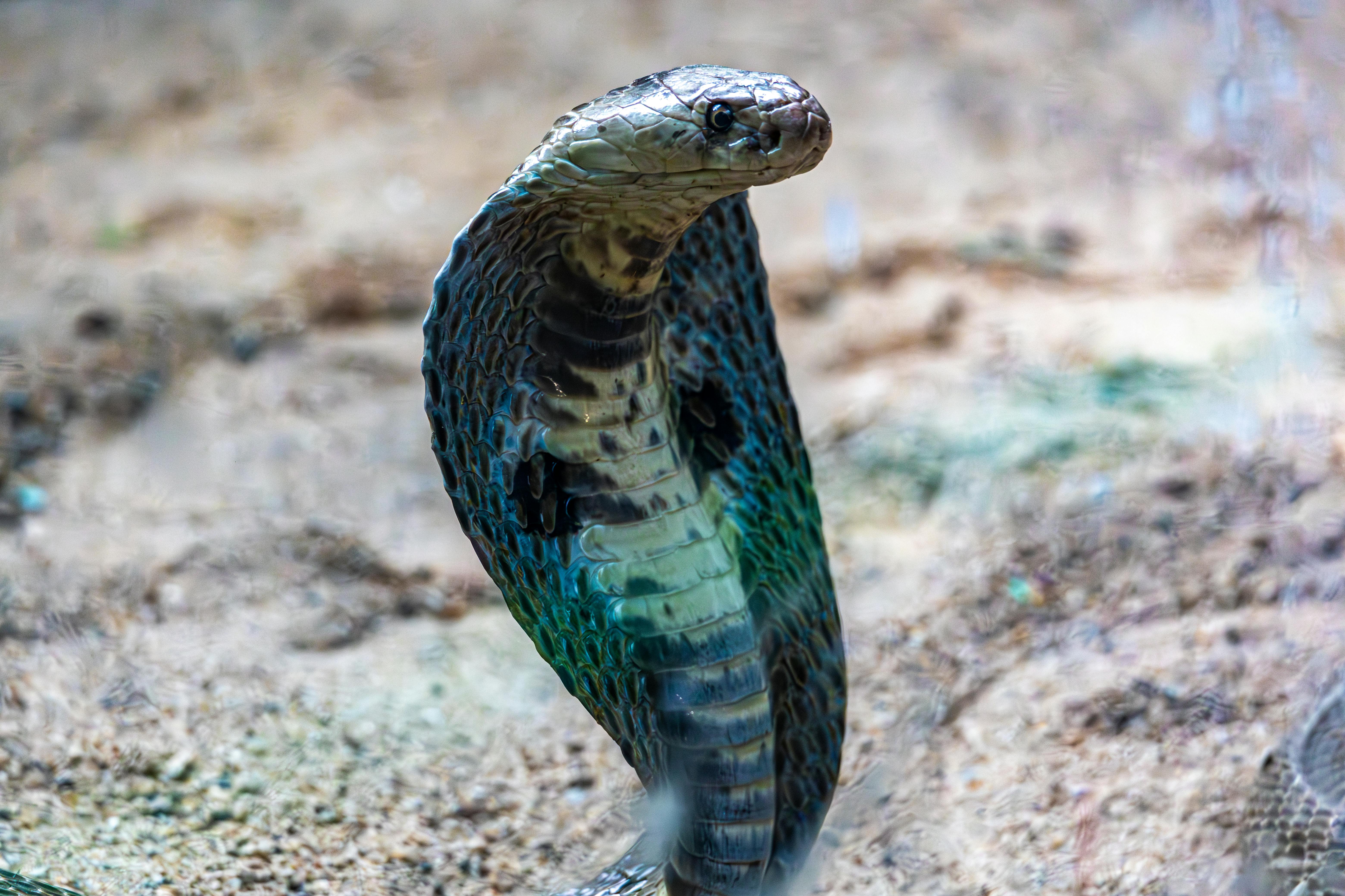 Snake Bites in Kerala: Risk, Reality and the Appropriate Response
