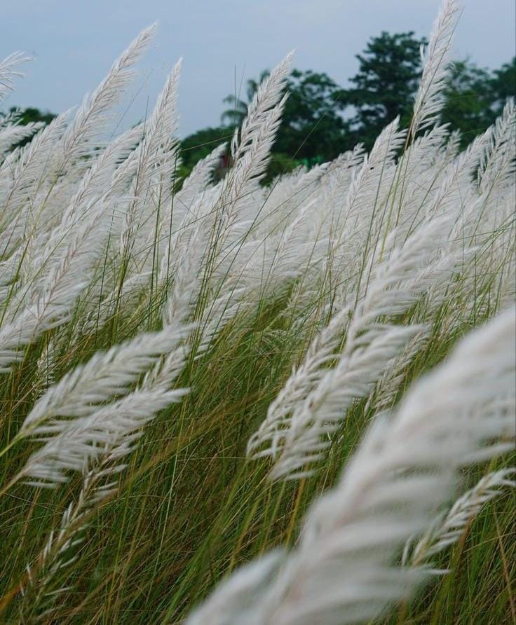 When the Fields Turn White: Kashatandi Flowers Herald the Festive Spirit of Sharadiya