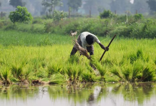 Kharif Sowing in India Crosses 84 Lakh Hectares, Early Monsoon Progress Supports Agriculture