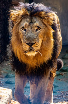 World Lion Day: Gujarat Strengthens Efforts to Protect Lions and Their Ecosystem