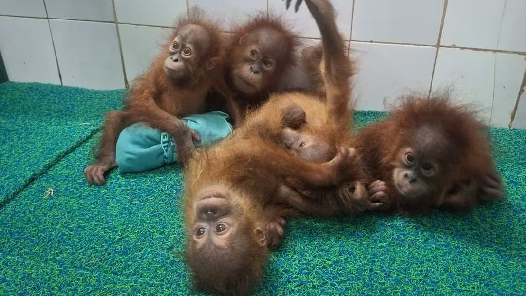 Nandankanan's rescued orangutan infants recovering as haemoglobin levels improve