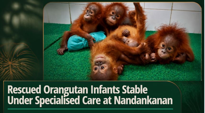 Rescued Orangutan Infants Stable Under Specialised Care at Nandankanan