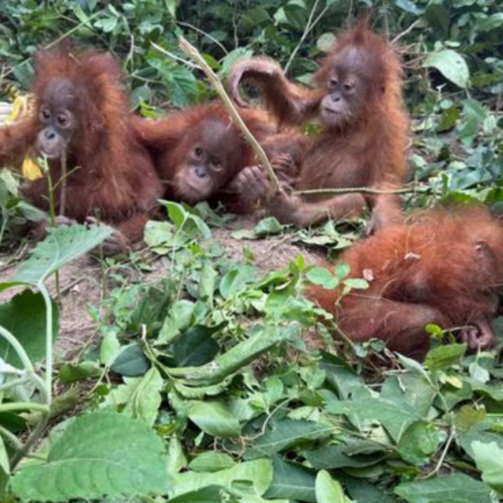 Black Car Under Scanner After Orangutan Rescue in Balasore