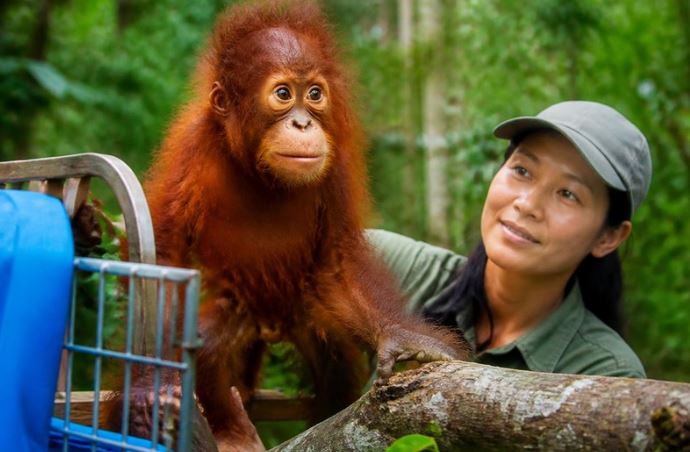 Rescued Orangutan Returns Home to Indonesia After Being Found in an Indian Bathroom