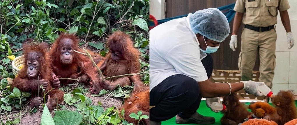Five Rescued Orangutans May Return to Indonesia Soon; Smuggling Network Remains Untraced