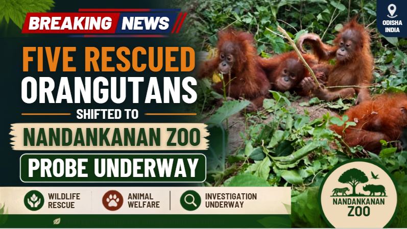 Five Rescued Orangutans Shifted to Nandankanan Zoo, Probe Underway