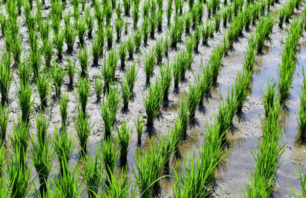 Thanjavur Tightens Checks on Paddy Seed Sellers Ahead of Samba Season