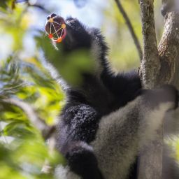 Lemur uses opera singer's trick to belt out forest songs