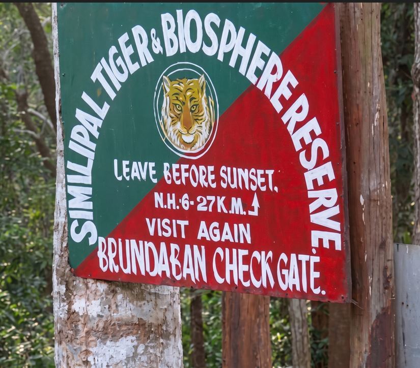 Royal Bengal Tiger from Outside Region Enters Similipal Core Area, Boosts Wildlife Hopes !