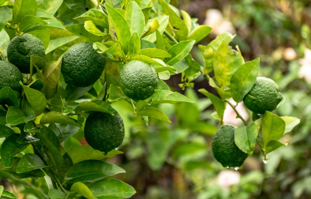 Government Scheme Helps Jalna Farmer Build Sweet Lime Orchard and Boost Farm Investment