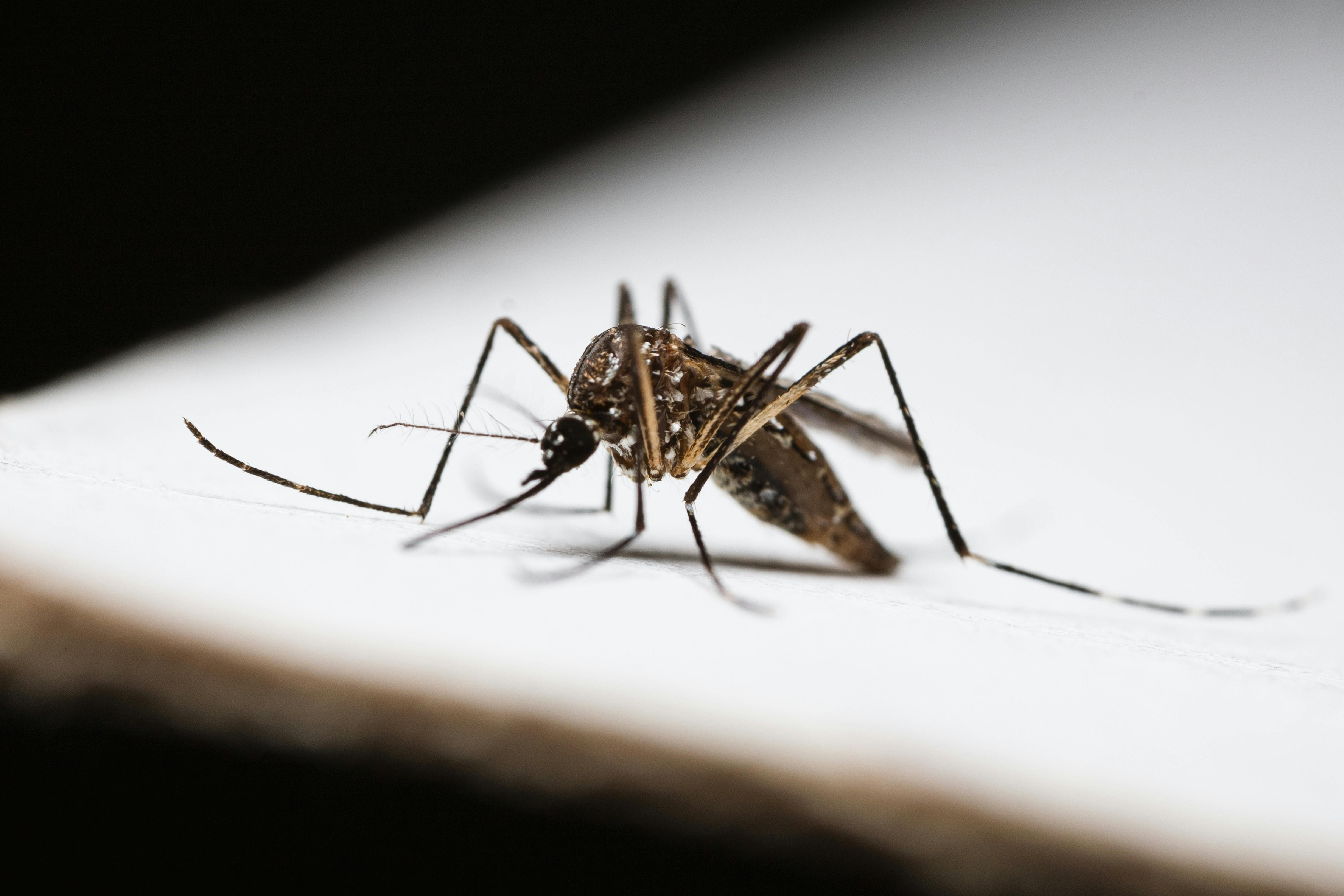 Malaria Symptoms: Early Signs, Common Symptoms & Warning Stages
