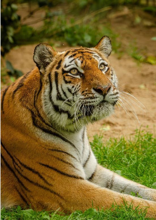 Tiger Attack Claims Villager&rsquo;s Life in Odisha&rsquo;s Mayurbhanj, Human Remains Recovered From Forest