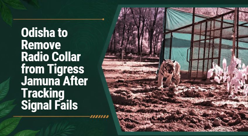 Odisha to Remove Radio Collar from Tigress Jamuna After Tracking Signal Fails
