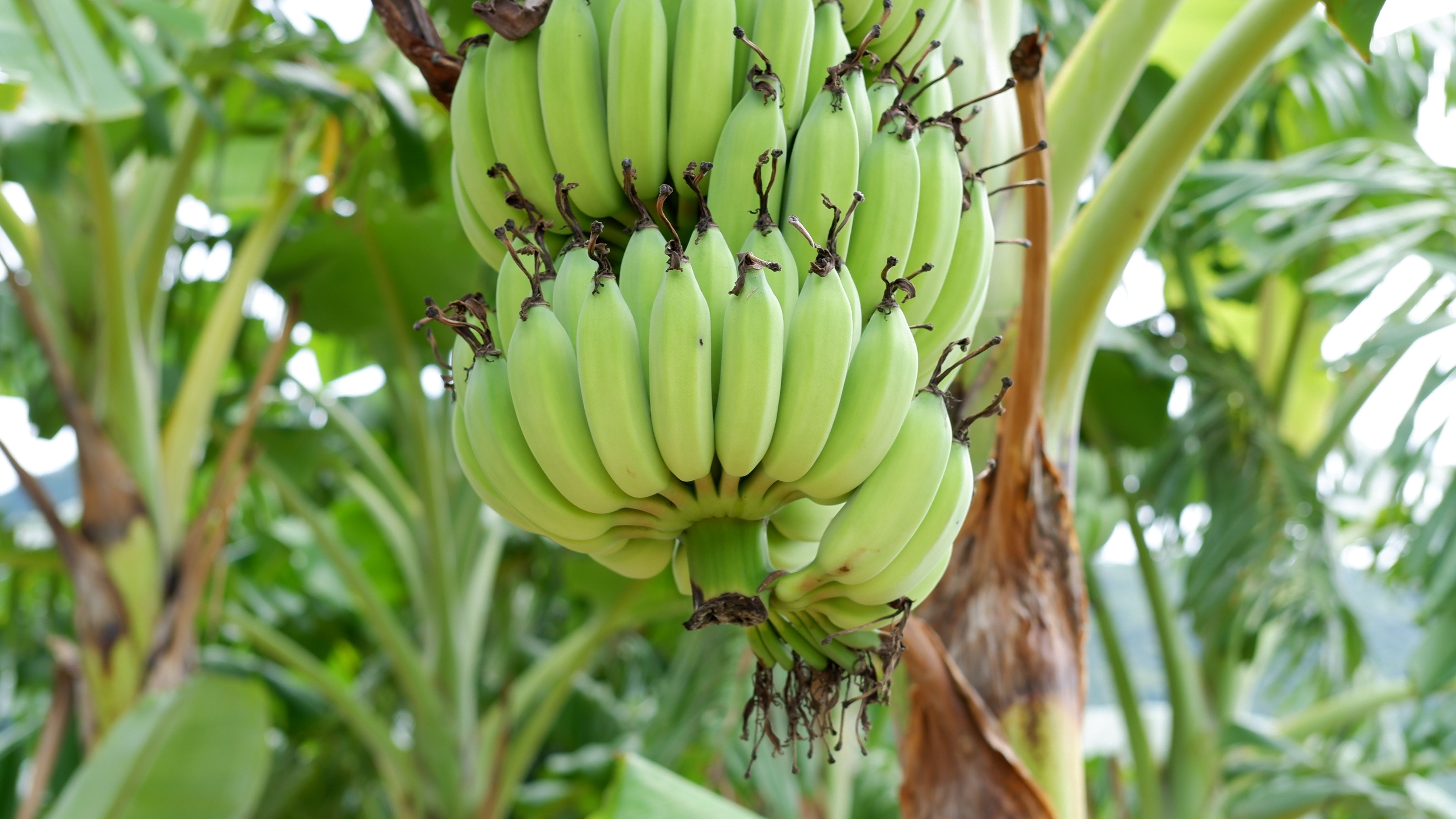 The Plantain Economy: Why Every Part of the Banana Plant Is a Business Opportunity