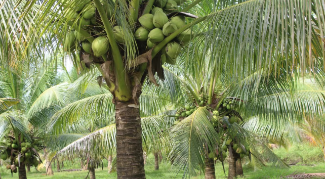 India&rsquo;s Coconut Sector Gains Momentum, Creating New Opportunities for Farmers and Businesses
