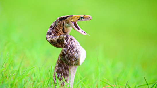 AI-Powered Research Offers New Hope for Safer Snakebite Treatment