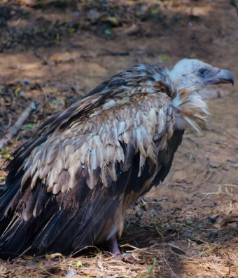 Vulture Conservation Setback as Long-billed Vulture Chick Dies at Nandankanan Zoological Park