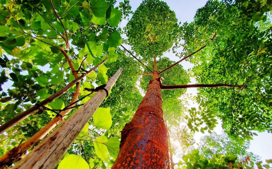 Fidelity Investments promotes sustainable action through Fidelity Cares in India