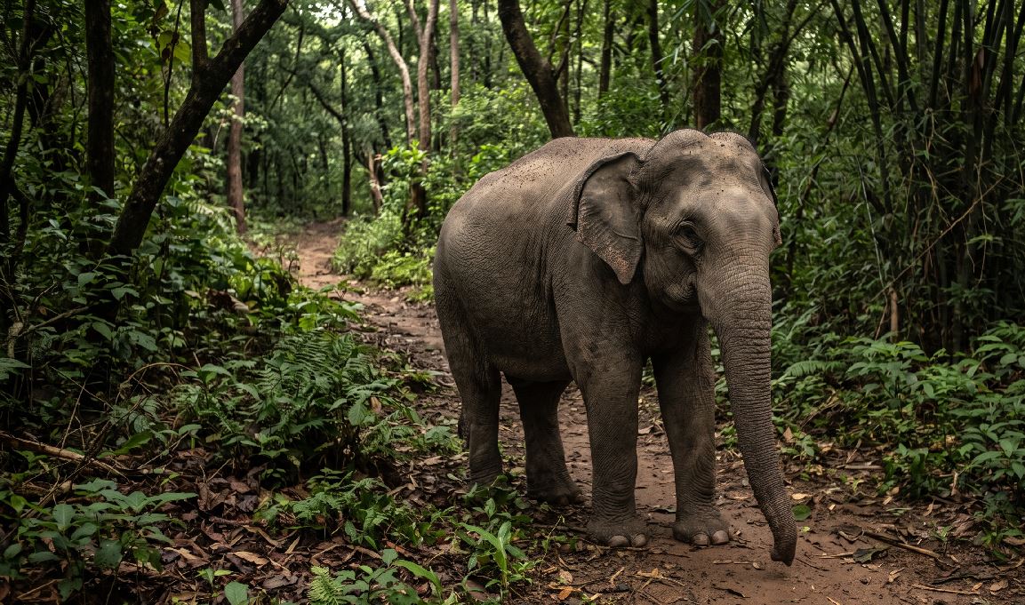 Woman Killed in Elephant Attack in Sundargarh's Koida Forest Range