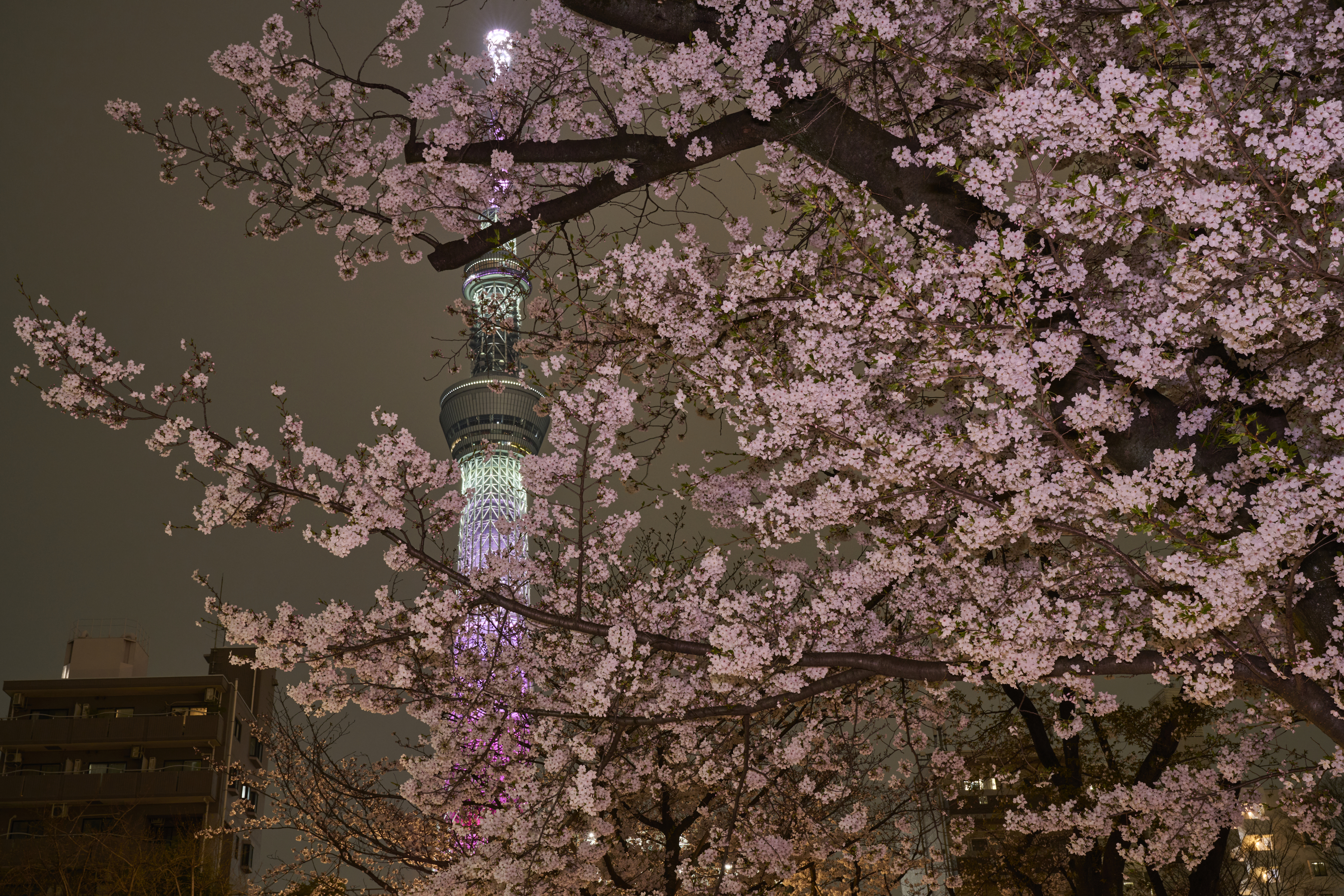 From Asakusa to TOKYO SKYTREE&reg;: A Cherry Blossom Walk That Ends Above the City