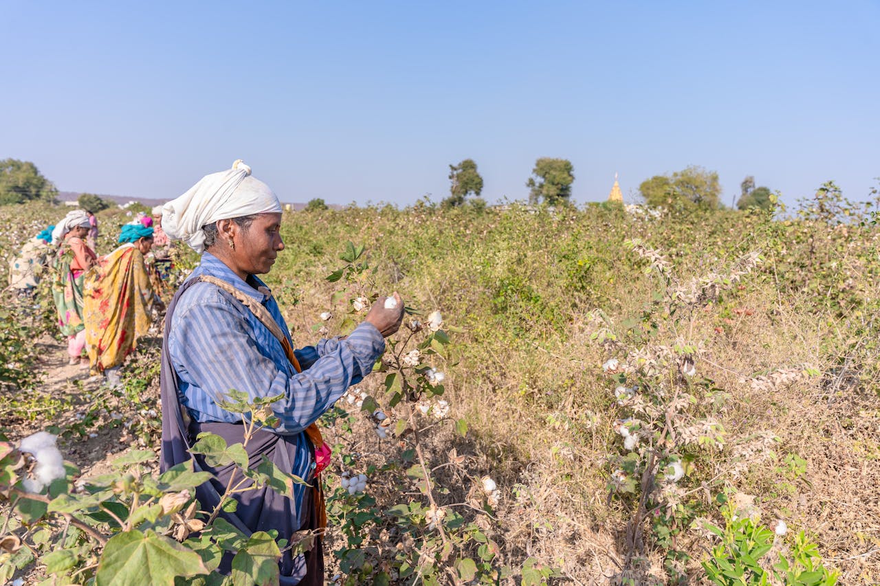 Cabinet Approves Rs.1,718 Crore MSP Support for Cotton, Strengthening Farm Incomes and Textile Supply Chain