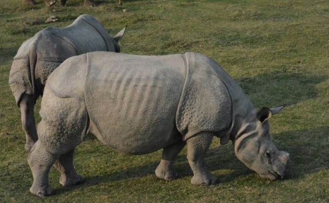 Kaziranga Draws 4.58 Lakh Visitors as Assam&rsquo;s Wildlife Tourism Continues to Grow