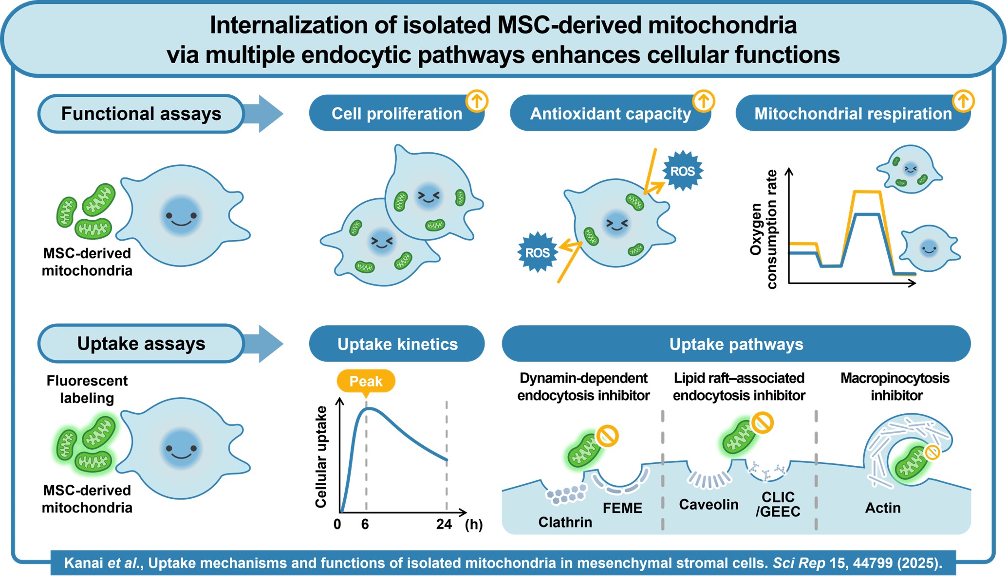 Study Reveals How Cells Absorb Transplanted Mitochondria, Opening New Paths for Regenerative Therapies