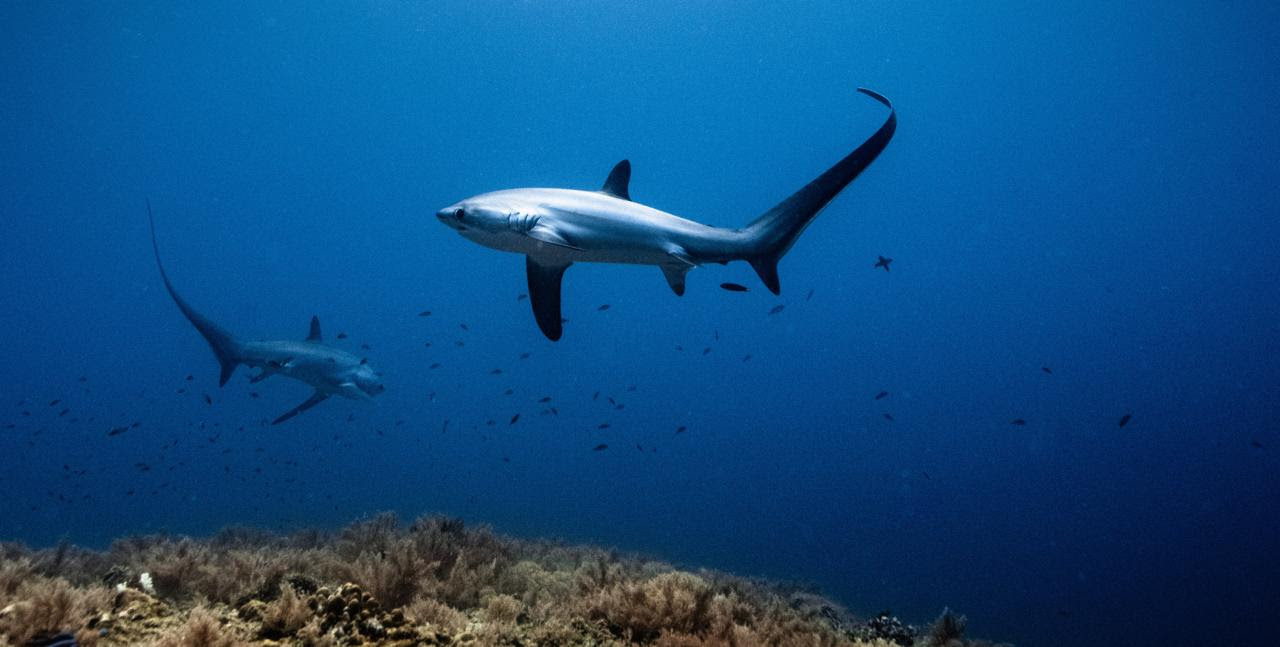 New WCS Wild Audio Podcast Explores What&rsquo;s at Stake at Global Migratory Species Summit